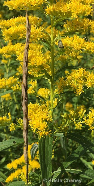 Grass and goldenrod