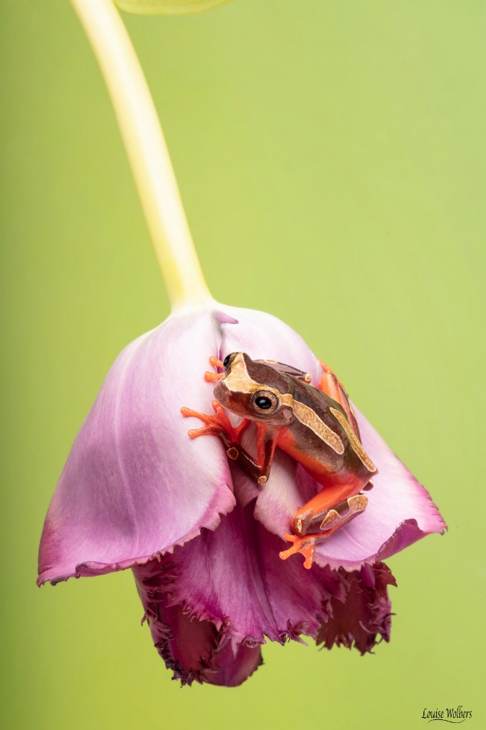 A Frog Pillow