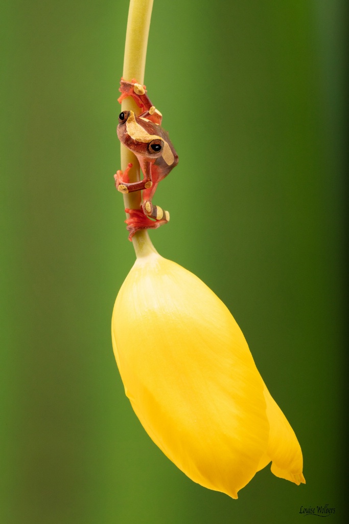 Frog On A Tulip