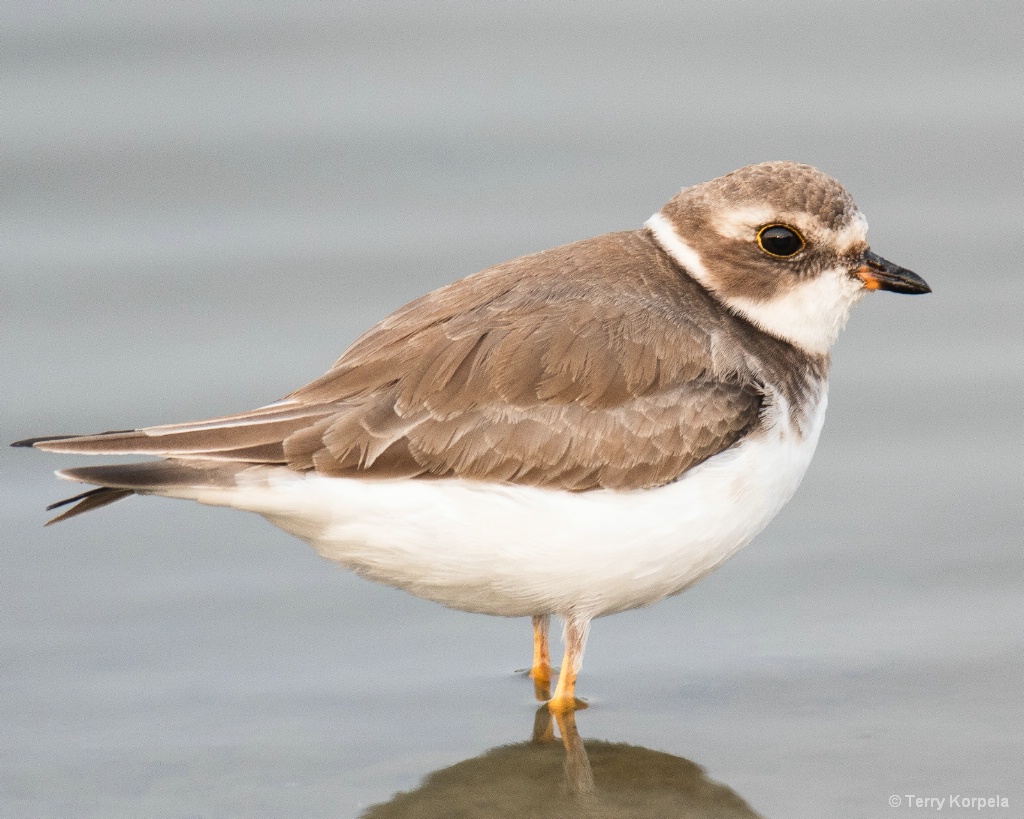 Semipalmated Plover