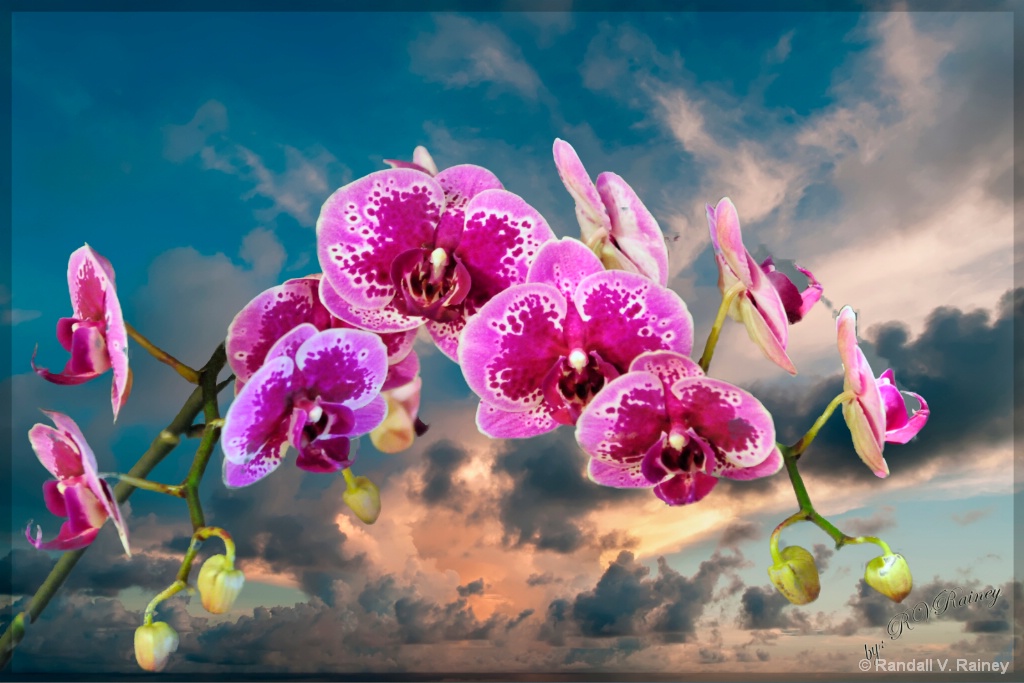 Orchids at Day Break