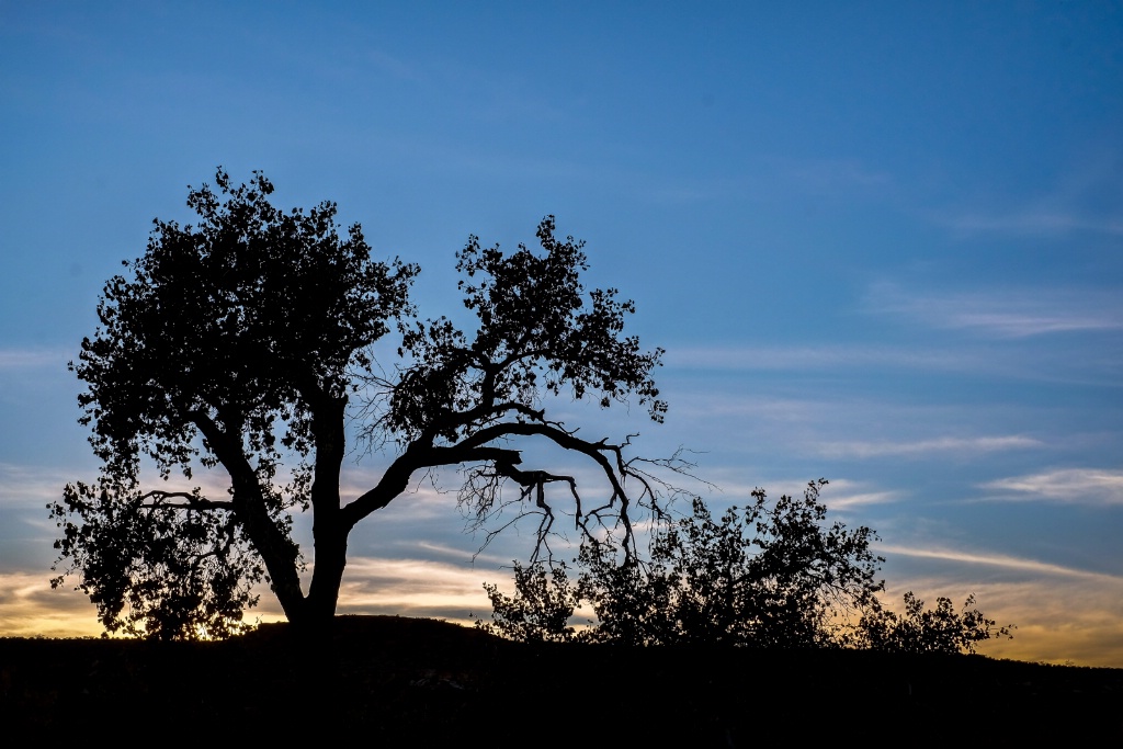 silhouette of trees at sunset 