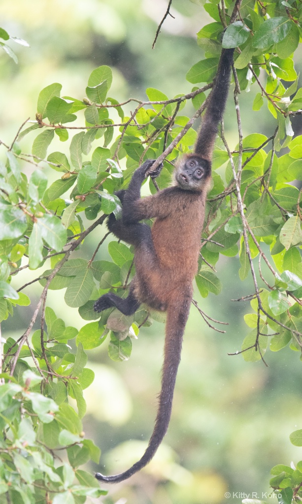 Howler Monkey in the Tree