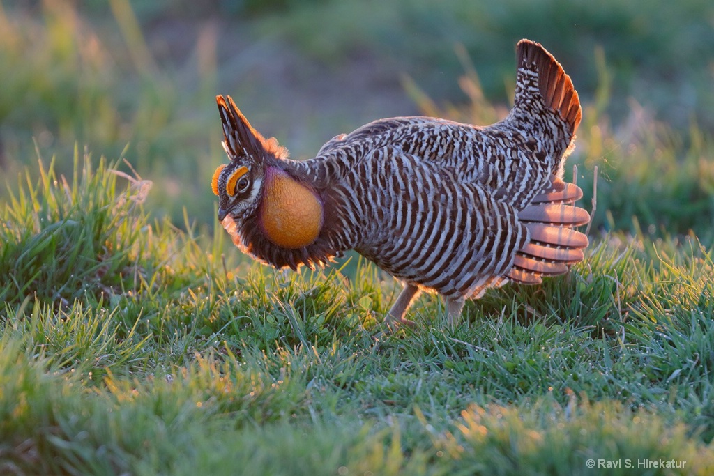 Male Prairiechicken Displaying