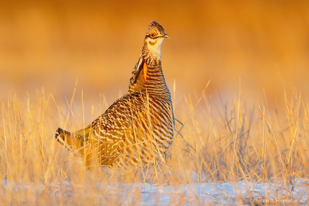 Male Prairiechicken 