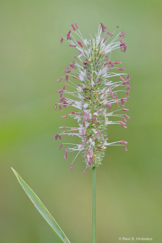 Flowering Timothy Grass