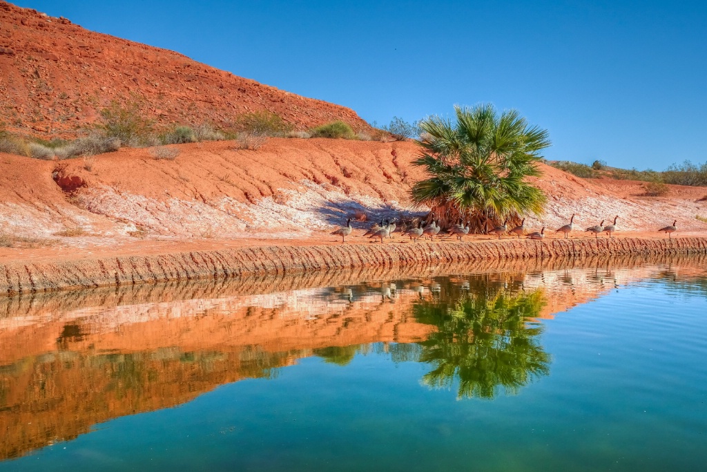 oasis in the high desert 