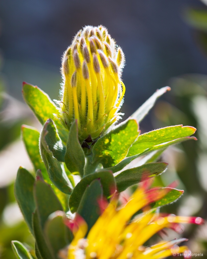 Berkeley Botanical Garden