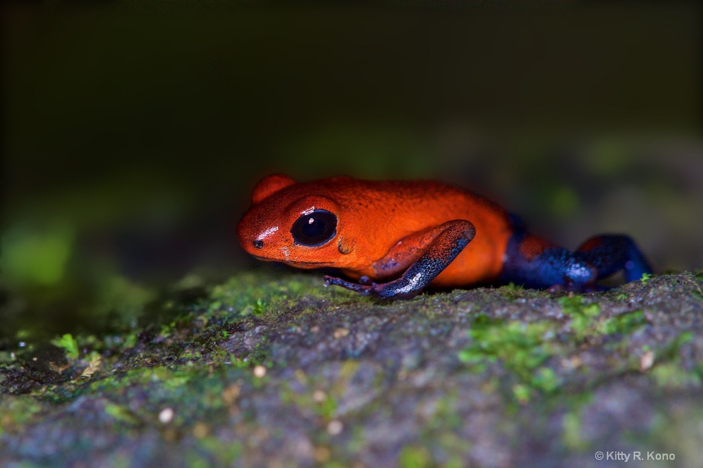 Poison Dart Frog on the floor of the Rain Forest 1