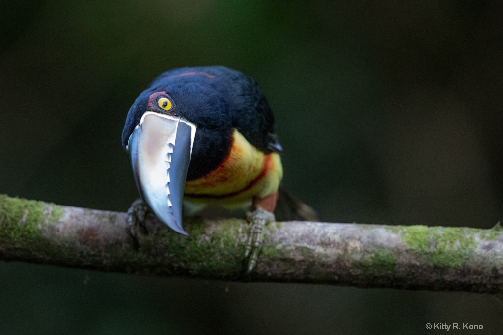 The Inquisitive Collared Aracari Toucan