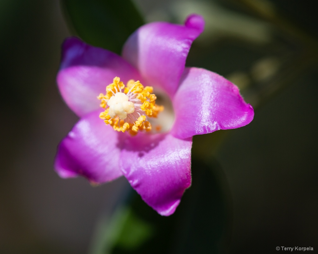 Berkeley Botanical Garden