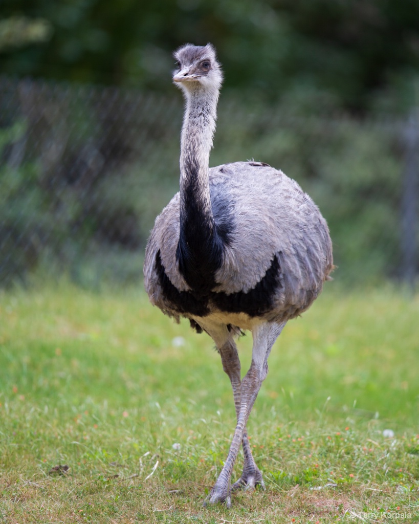 Greater Rhea  