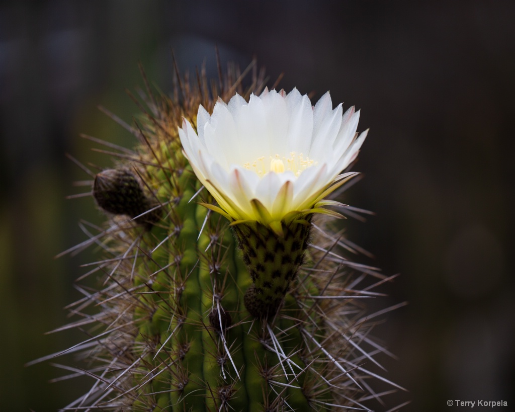 Berkeley Botanical Garden