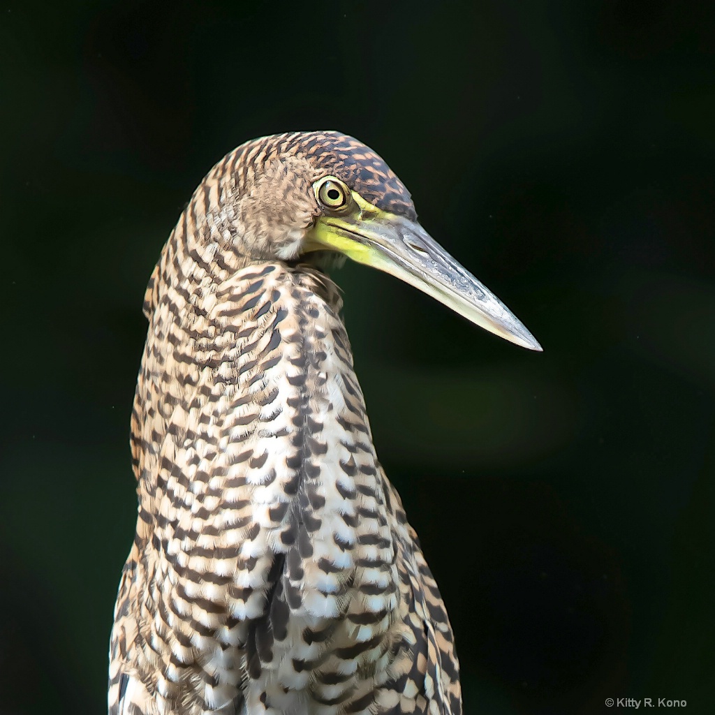 The Inquisitive Tiger Heron