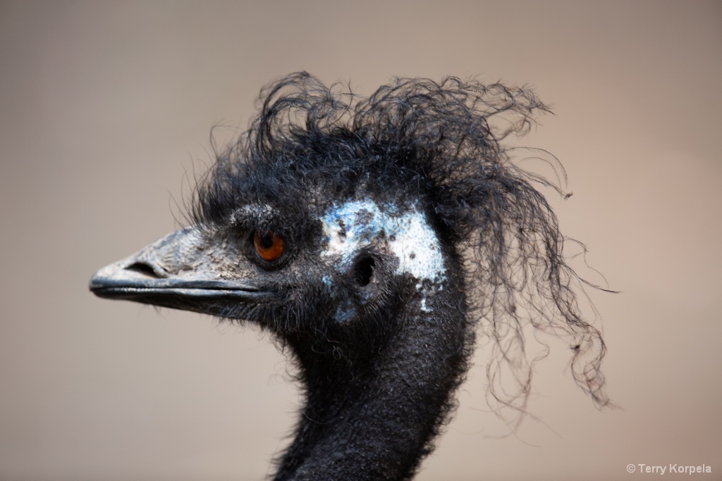 Emu