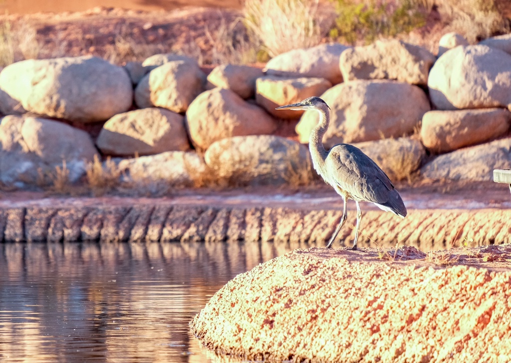 on watch at the pond