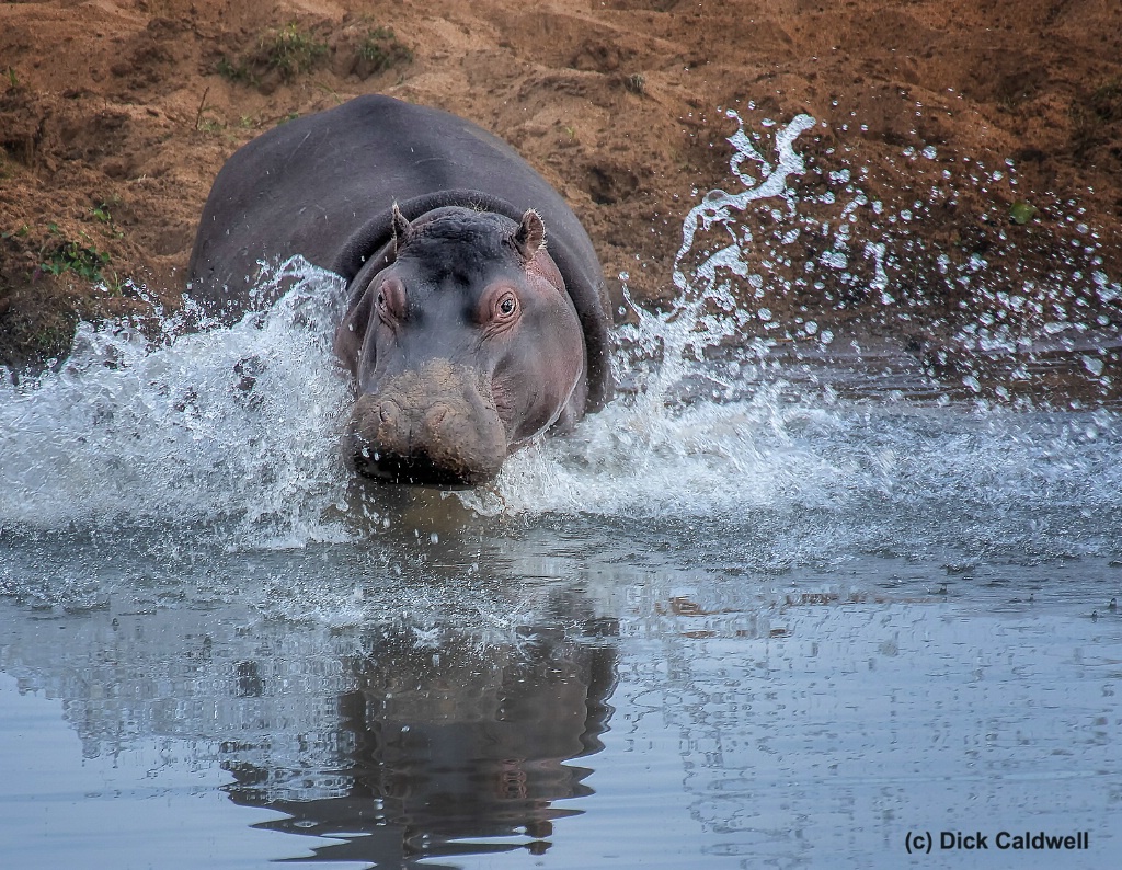 Hippo in S. Africa.  Image by Dick Caldwell