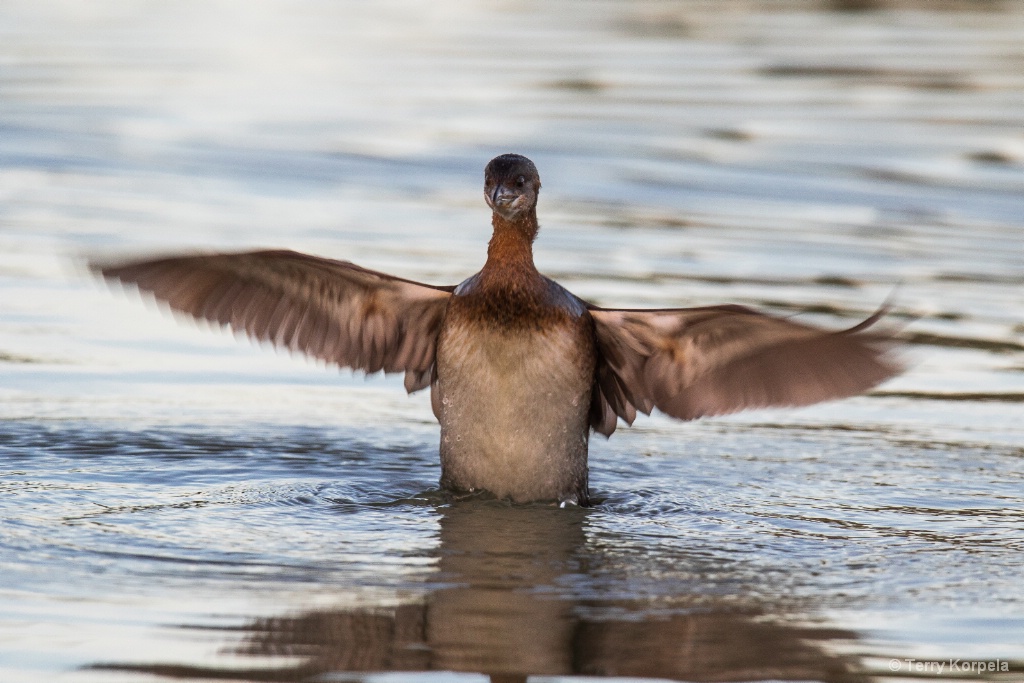 Pied-bill Grebe Flapping Around