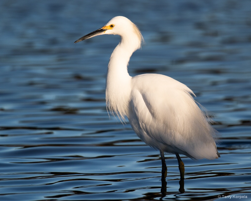 Snowy Egret