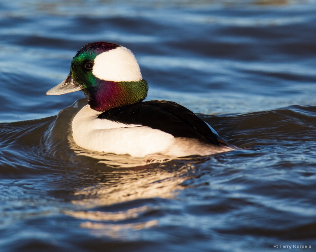 Bufflehead (male)