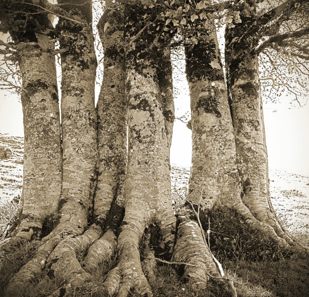 A complex of Beech trees.