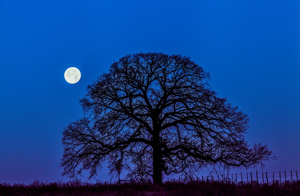 Mooned in The Morning