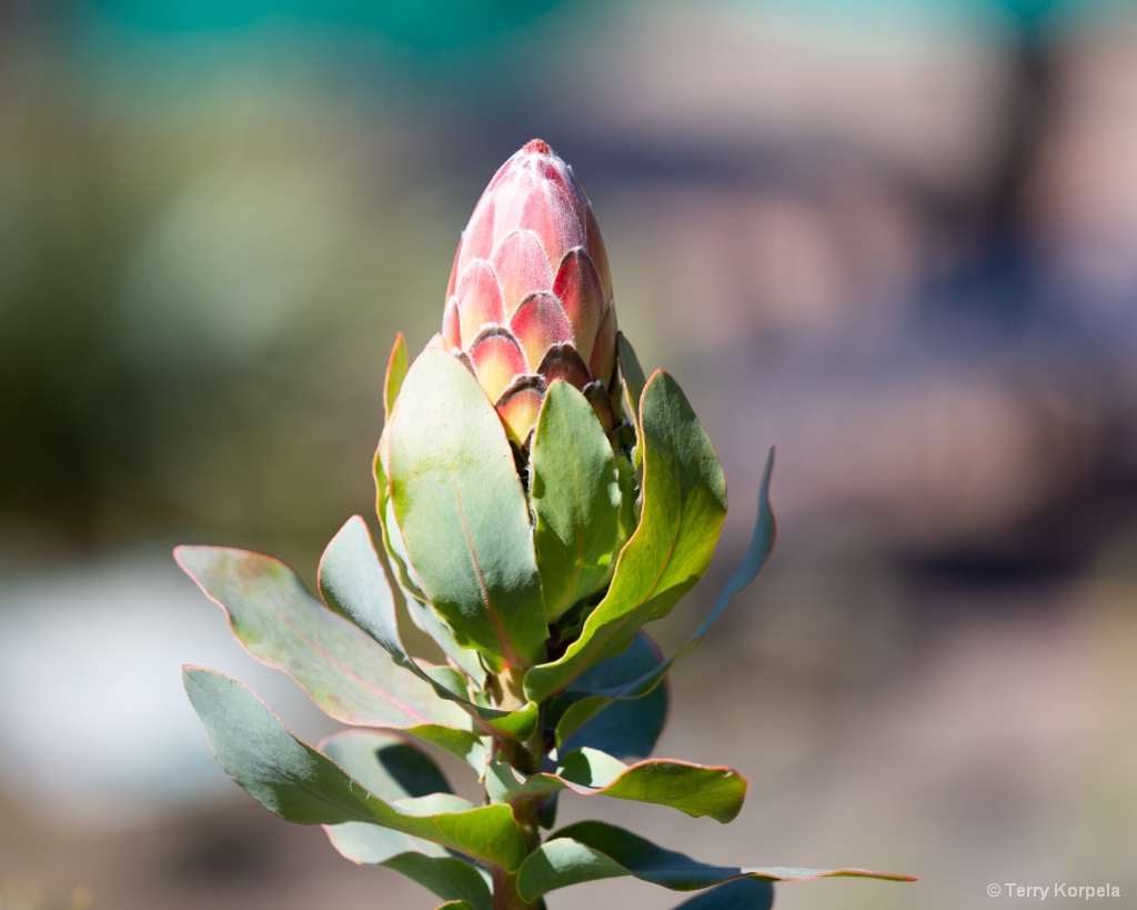 Berkeley Botanical Garden