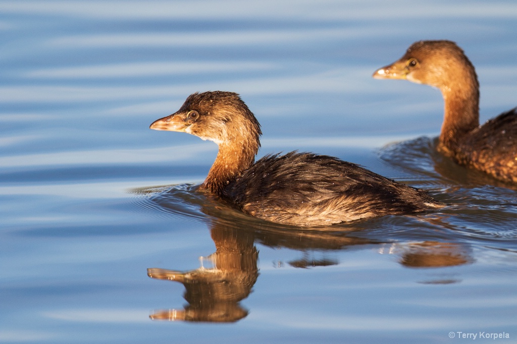 Young Pied-bill Grebe with adult behind it