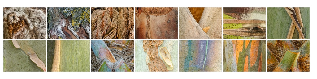 Bark Collection