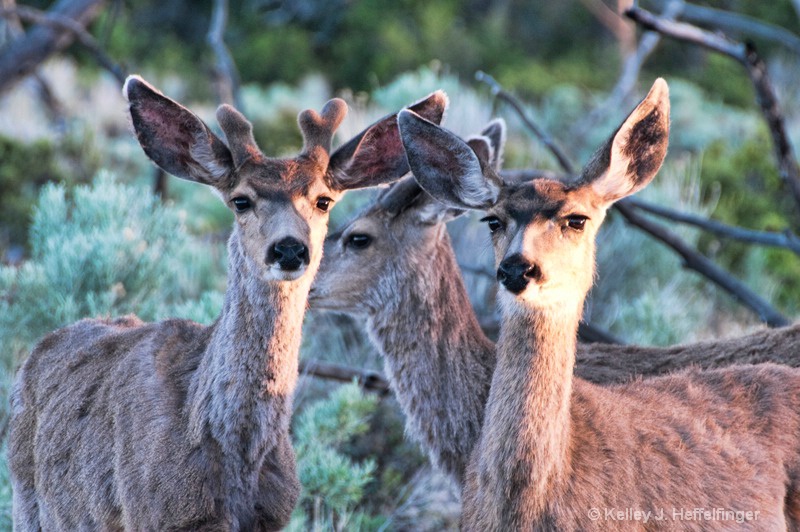 Deer Crossing