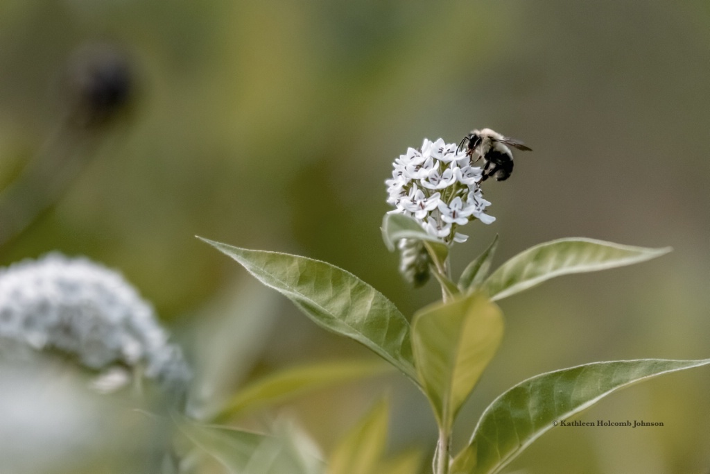 Bee Pollenating!