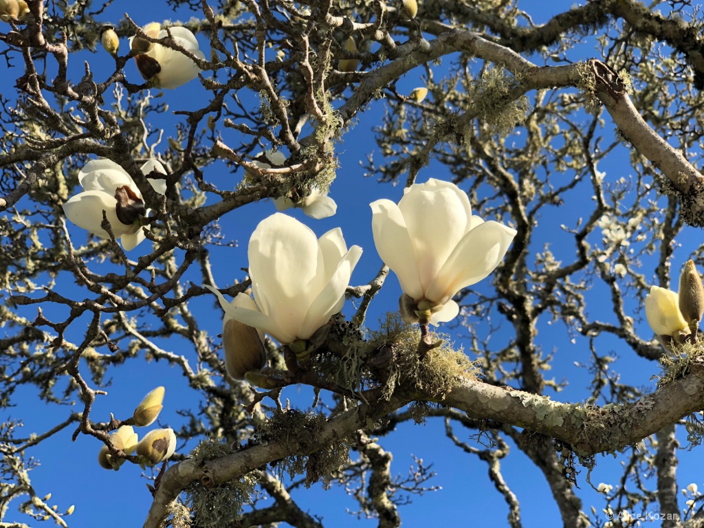 Magnolia Blossoms!