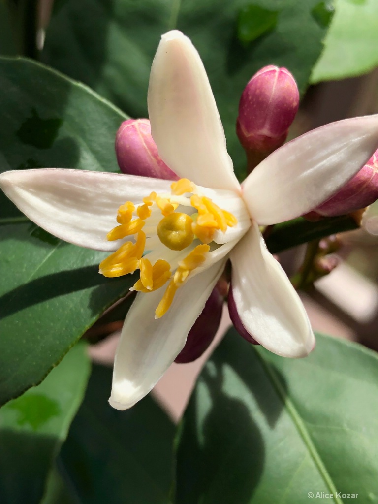 Lemon Blossom close up