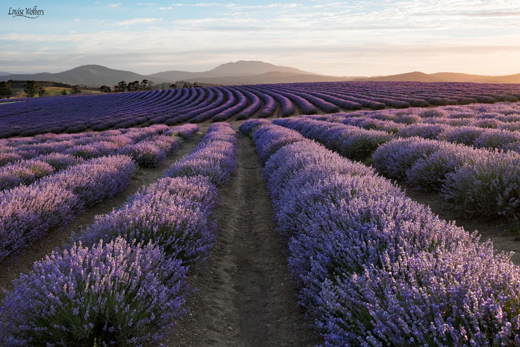 Bridestowe Lavender 2