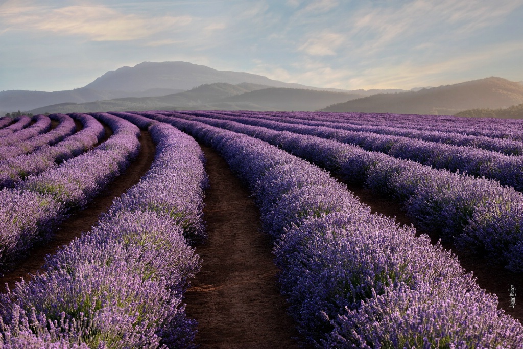 Bridestowe Lavender 1