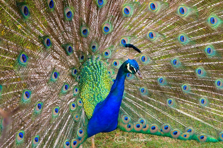 Proud peacock 1