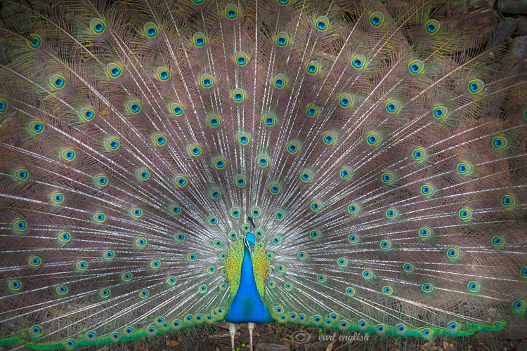 Proud peacock 2