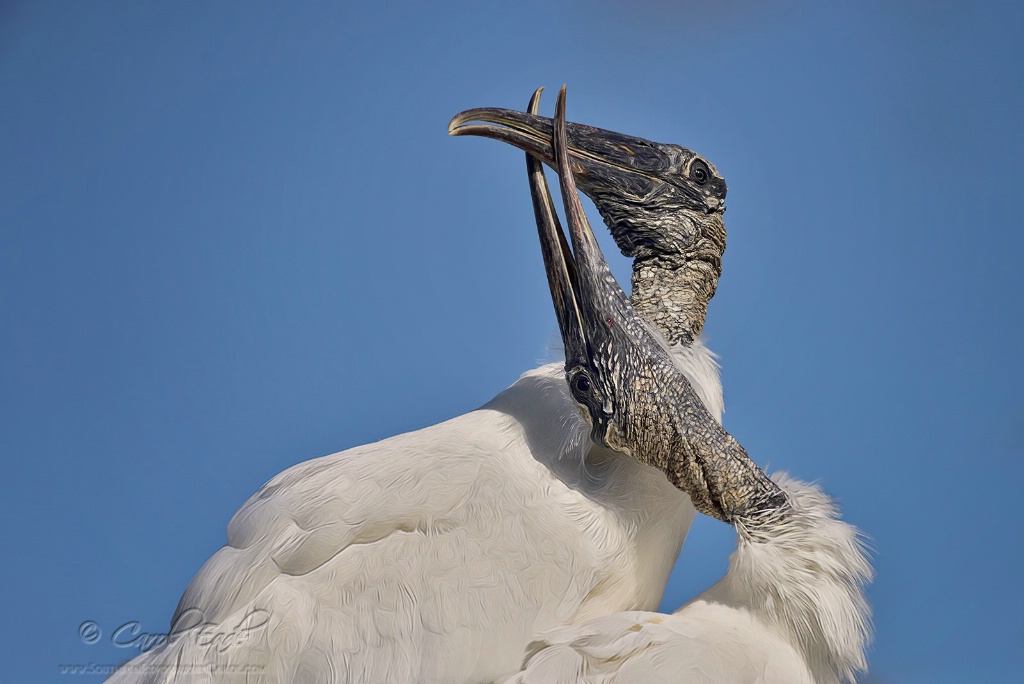 Love Is In The Air Wood Storks