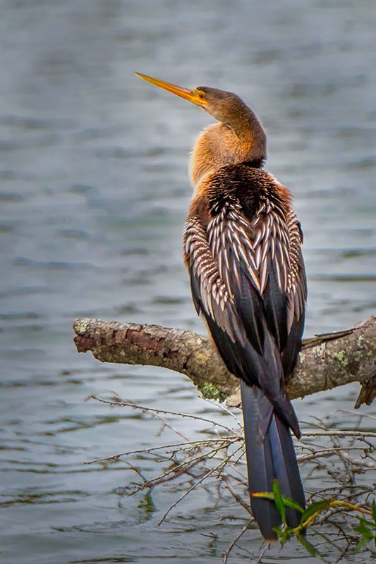 Anhinga 1