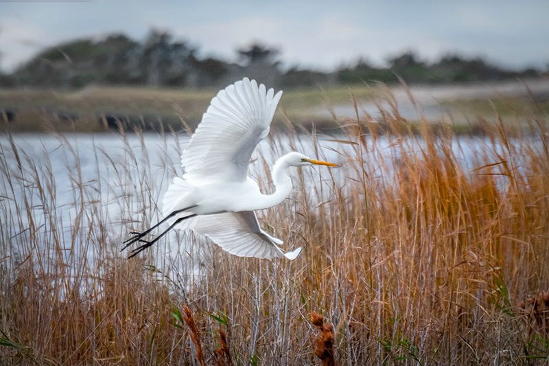 Egret OBX 2018-1