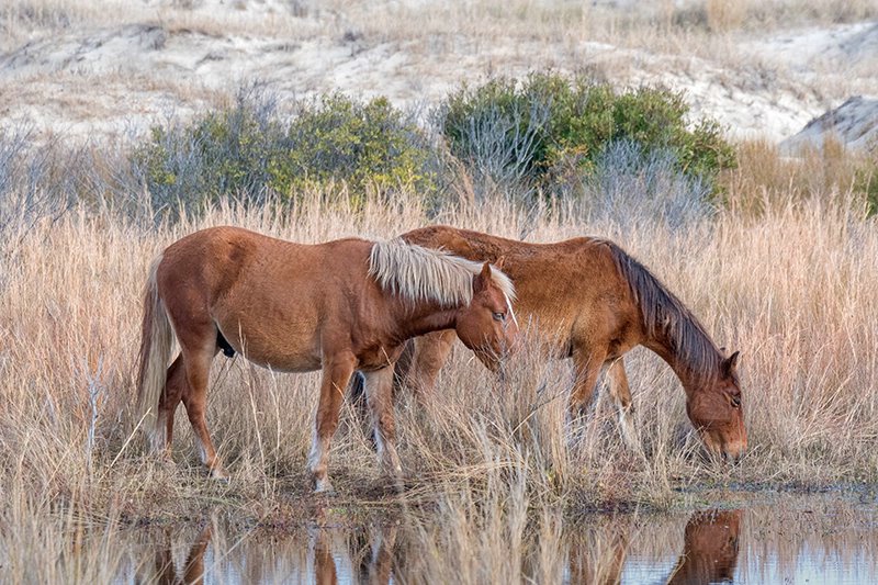  Horse, Wild OBX 2018-3