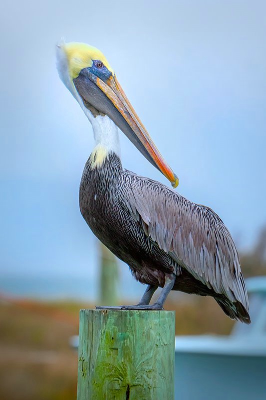 Pelican on a post 2