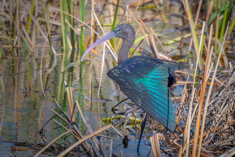 Glossy Ibis Savannah WR 1