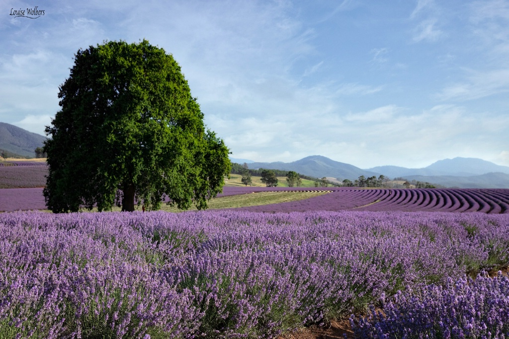 Lavender Farm