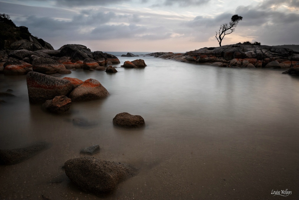 Lone Tree