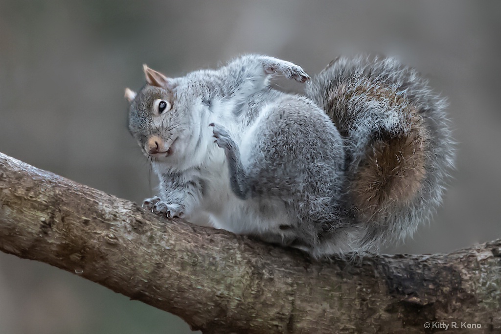 The Itchy Squirrel with Double Chin