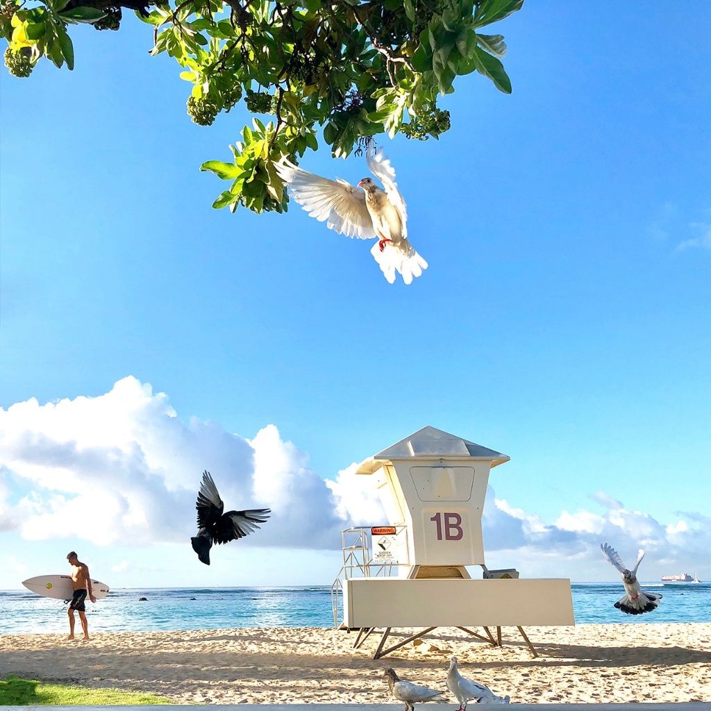 Life of Birds