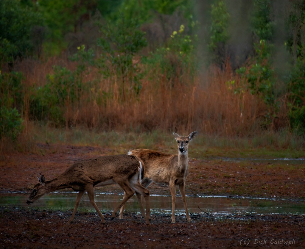 Morning deer.  Image by Dick Caldwell.