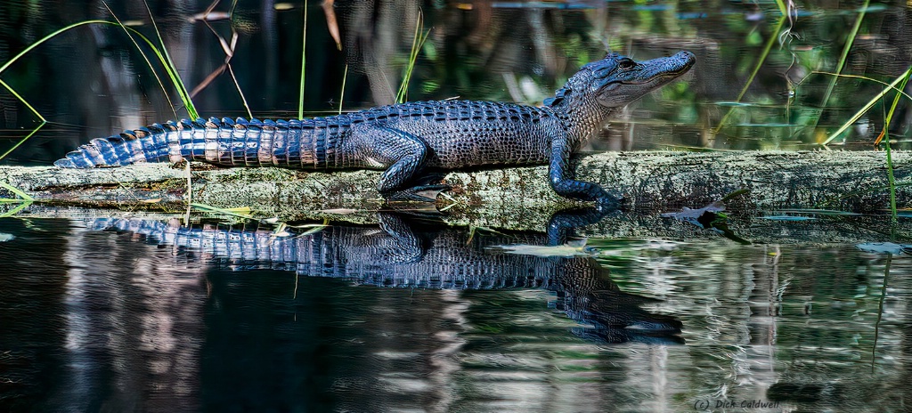 American Alligator - Okefenokee NWR. Georgia