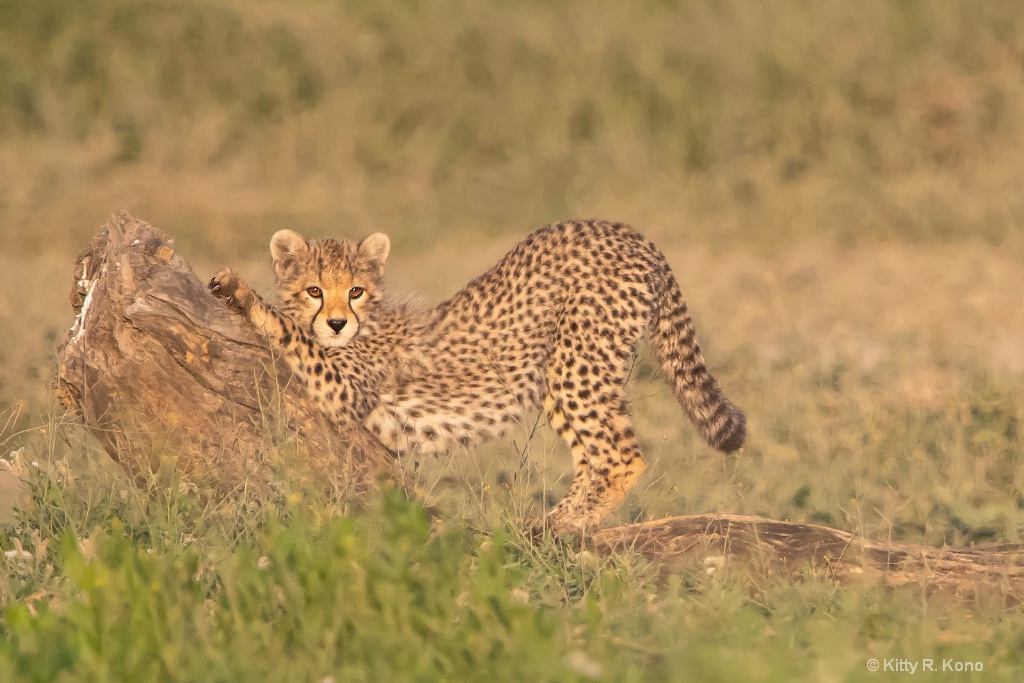 Baby Cheetah Sharpening his Nails